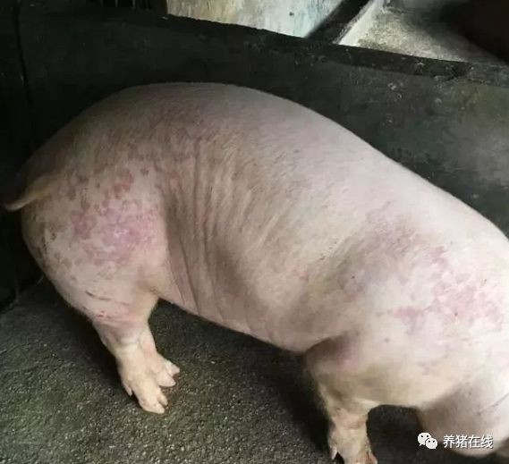 猪湿疹:是由猪长期生活在阴暗潮湿的地方造成的,夏天和秋天是这种病的