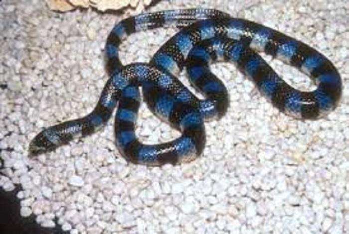 图片来自网络 第三名 蓝环蛇 此蛇致人死亡率高达60%-70%.