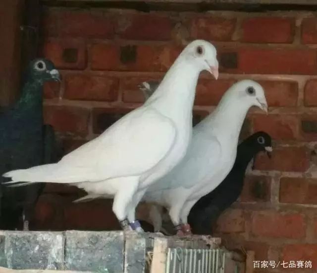 鸽子长毛怎么吃