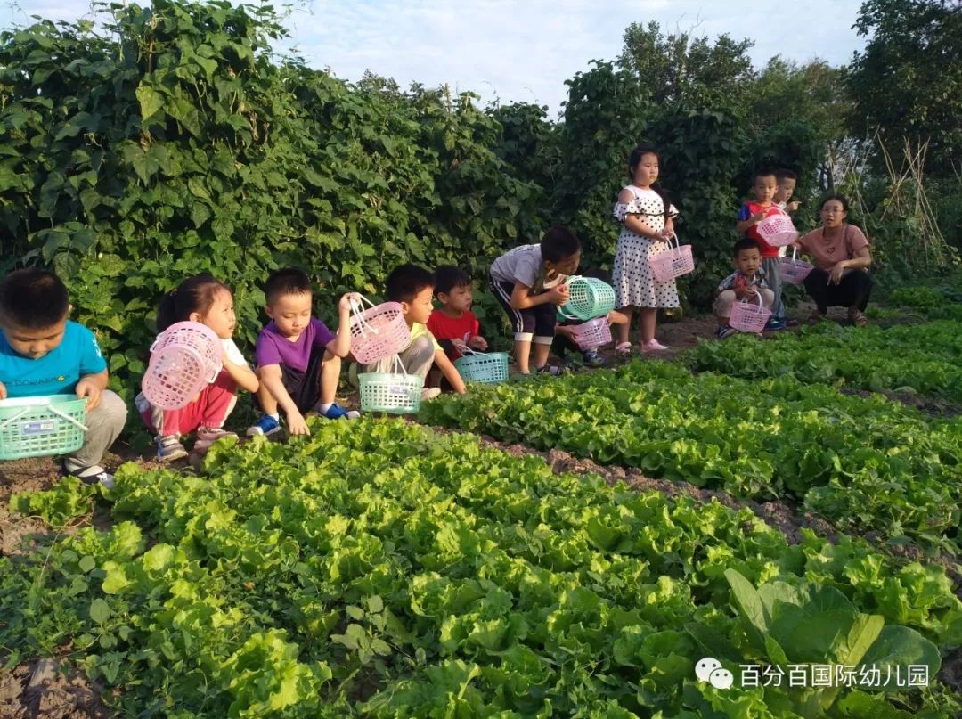 百分百幼儿园亲近自然收获快乐记大班孩子走进五谷蔬菜认知园