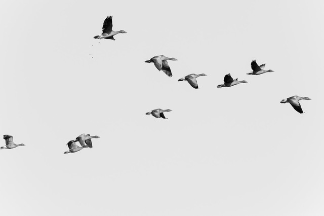 群鸟飞过的照片