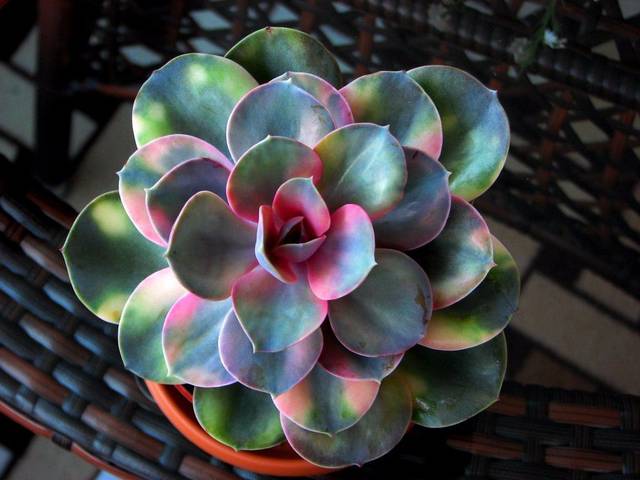 多肉植物婚纱_多肉植物图片