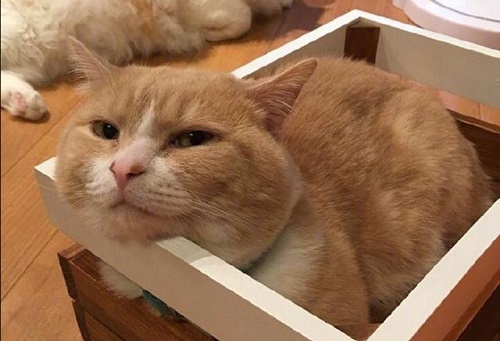 怎么看猫咪肚子里还有没有猫 5cbcd3376bc84d9e8fbe372104d044ae.jpeg