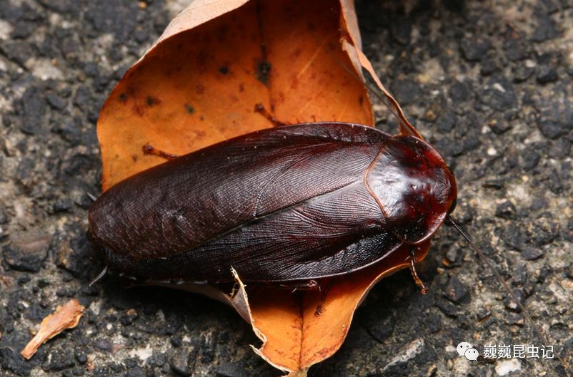 浙山蛩(qióng) spirobolus walkeri,广泛分布于浙江江西一带,也是