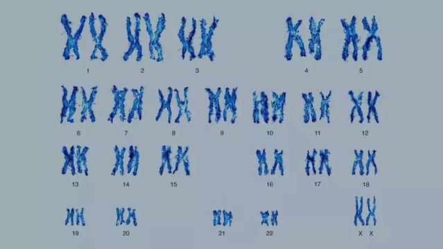 人类女性染色体组 早在上世纪90年代,研究人员就发现黑猩猩的两条