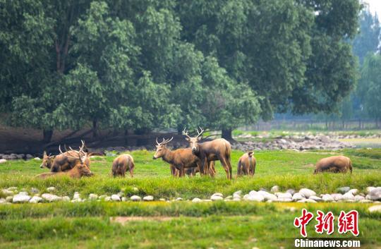 全球首个麋鹿保护联盟在京成立 70头麋鹿赠张家口市