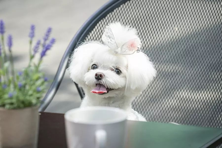 如何给狗狗做美容 705962e4b6fb43b4a4d244442e52219a.jpeg