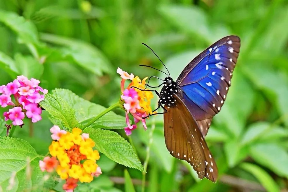 猜成语蝴蝶在花中跳舞_蝴蝶在花中的微信头像(2)