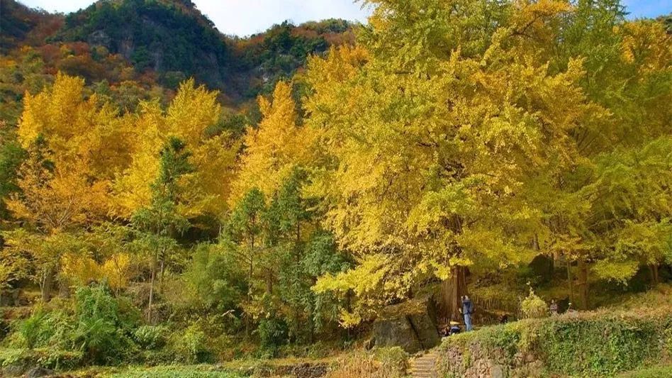 【本地】钟祥举办首届荆楚乡村文旅节,多景区景点门票全免哦!