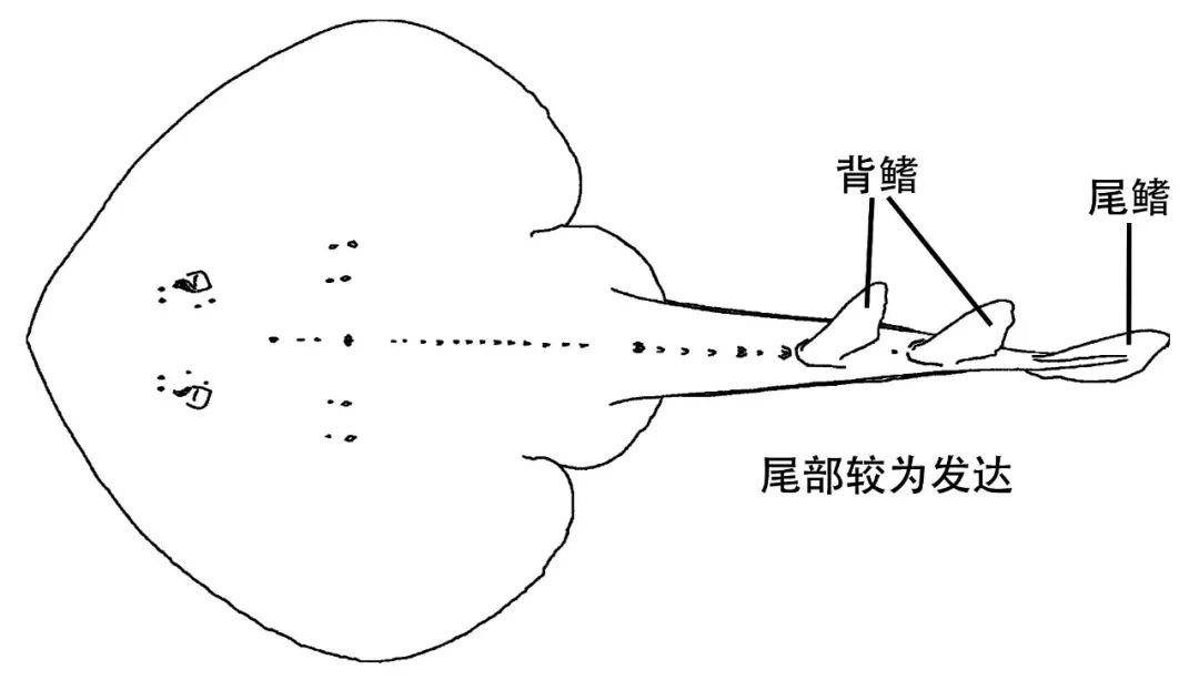 如何区分鳐,魟,鲼