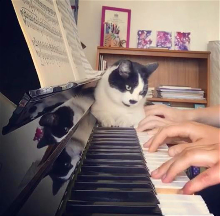 主人教孩子弹钢琴,猫咪赖钢琴上求关注:怎么能