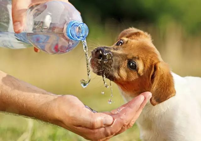 狗狗喝什么水好?狗不喝水我们怎么办?