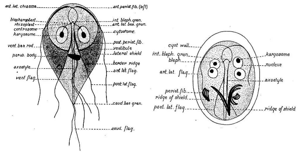 hegner)描述了美国家猫的贾第鞭毛虫(giardia felis,同时robert des