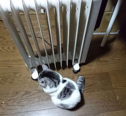 猫咪太冷一直暗示主人开暖气眼看主人无动于衷只好放出大招