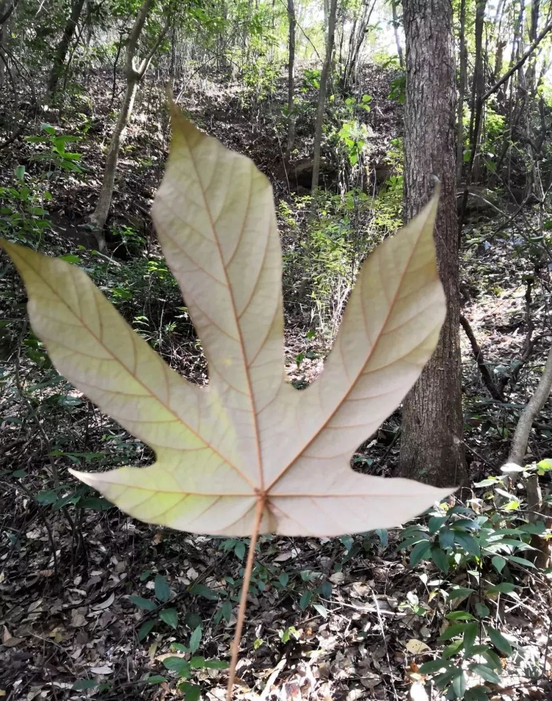 翻白叶树,锦葵科翅子树属