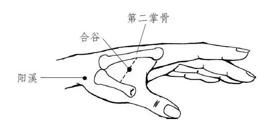 将左(右)手拇指指尖放在另一手的合谷穴(即虎口处),拇指用力掐揉15次