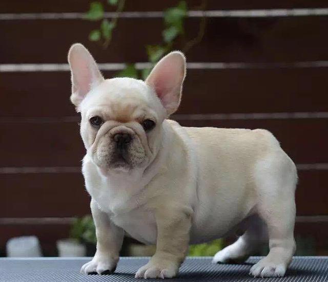 法国斗牛犬的饮食,需要注意的9种食物,主人请查收