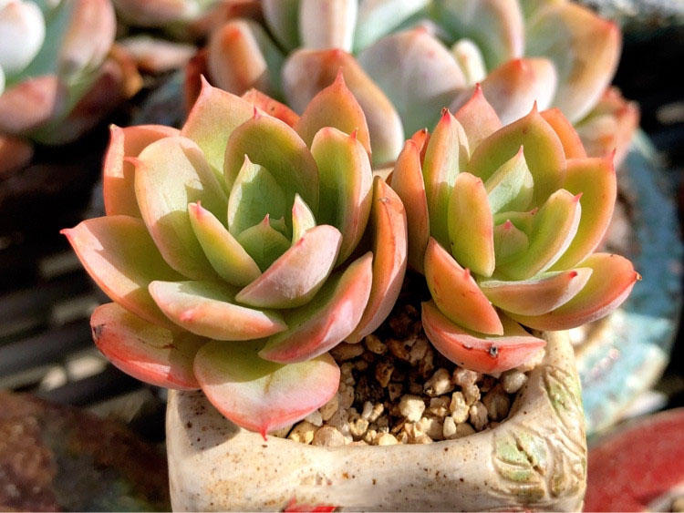 多肉种植土壤配制 d0454ab249f74bacab2a5bf8a7babdd7.jpeg