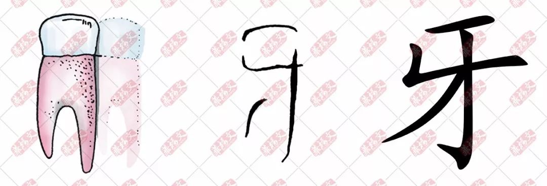 【双法字理】牙:牙牙学语