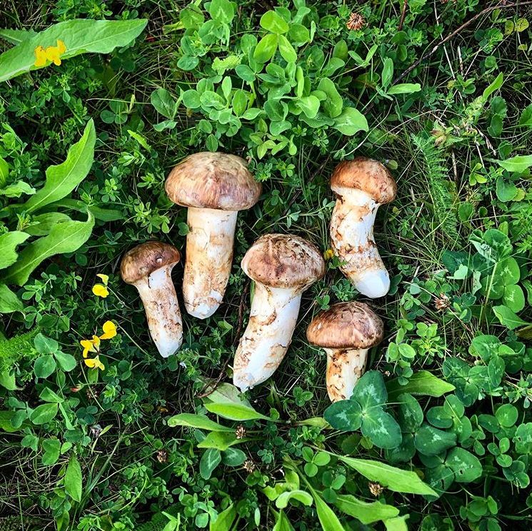 云南人,么得感情的菌菇杀手,吃法好好看这篇!