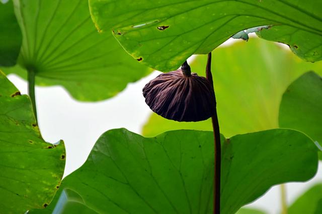 《咏残荷》叶枯梗直挺莲蓬,亭亭玉立影碧池,婀娜多姿美人痴,秋露霜浸