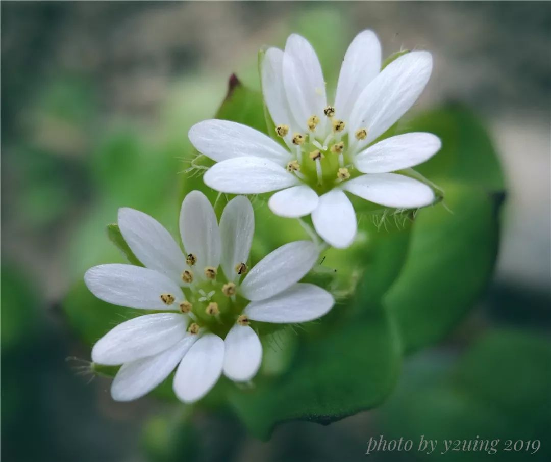 《繁缕花》