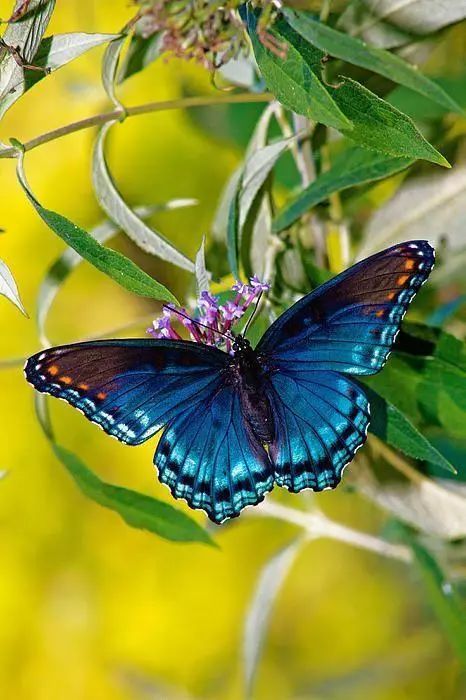 大自然之美——翩然起舞的蝴蝶(一)