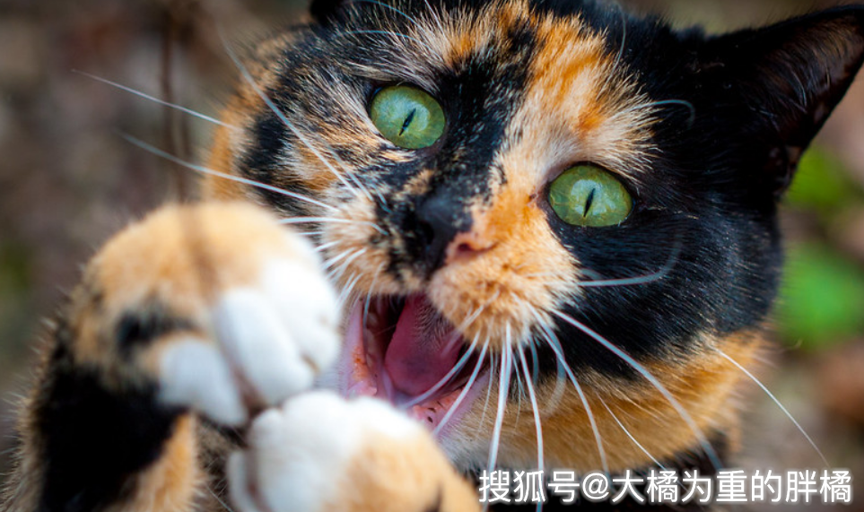 猫 喵叫 时想表达的4种心理 铲屎官要多理解 别把它晾在一边 猫咪