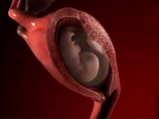 最"形象"的胎儿发育图,10个月10种形态,感受生命的神奇