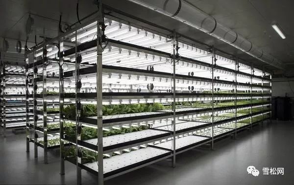 日本人工光植物工厂数量面积产量均为全球第一