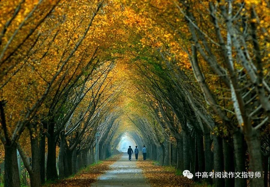 我最喜欢的植物史茗羽篇平凡的超人薛惠元