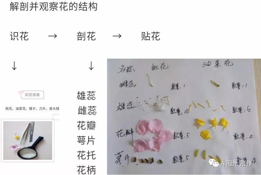 因此应着花时给孩子们"玩赏"起花,解剖并观察花的结构,后收集一些花瓣