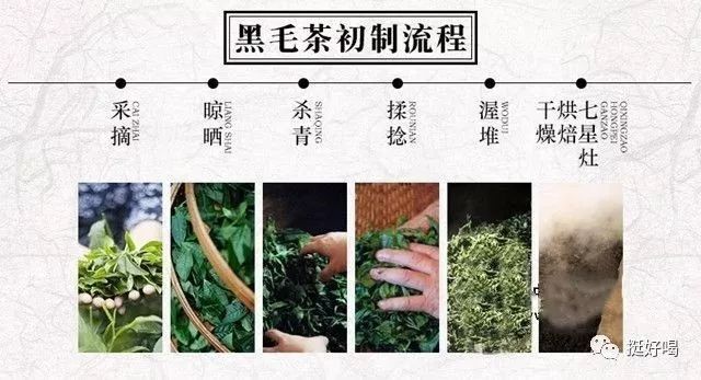 斗茶学院安化黑茶工艺篇