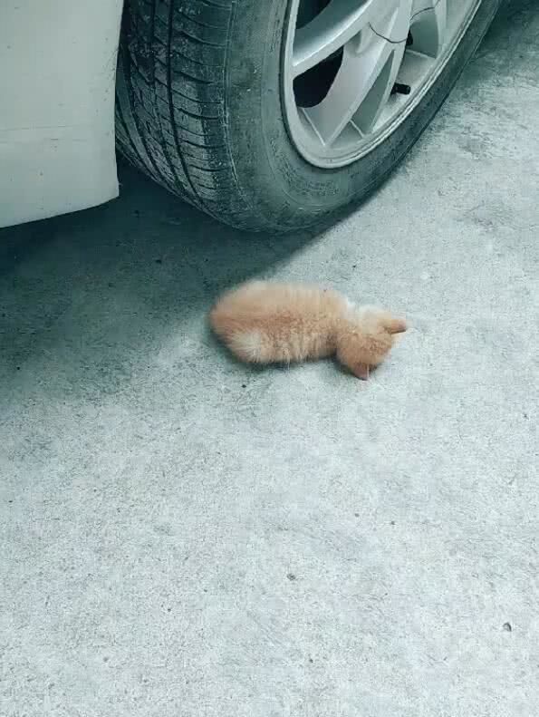 两只小奶猫睡在轮胎旁,主人不忍打扰,一只守一