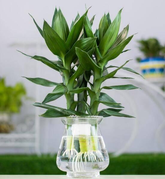 龟背竹水培转土最简单的方法 4555aecaf8ac46d5b2ad90e0db3f3dab.jpeg