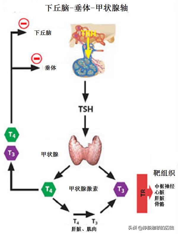 为什么女性更容易患甲状腺结节?