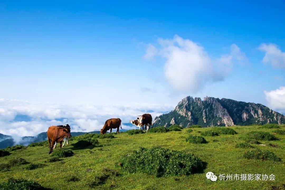 海拔2739米;山峰尖峭,奇松怪石,林木茂密,山泉众多,是国家级森林公园