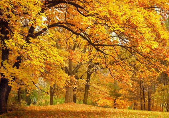 聆听│秋天从蒙蒙细雨中走来 文\/邢三元 诵\/岁月
