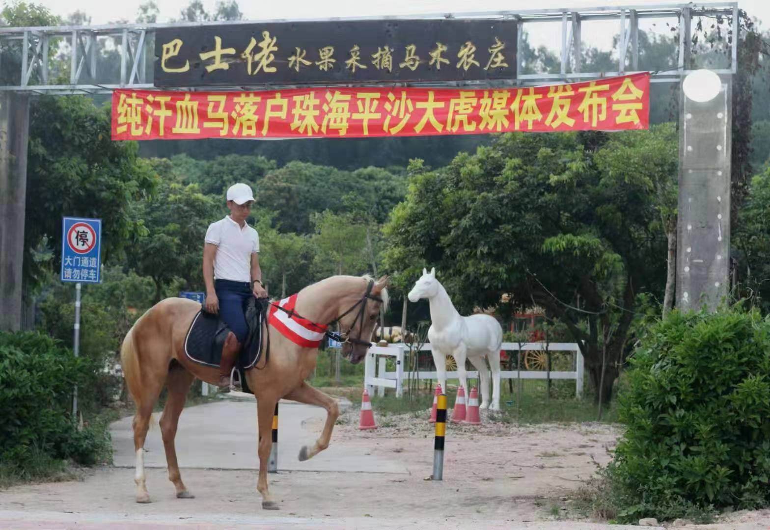 珠海平沙大虎马术农庄纯汗血马落户