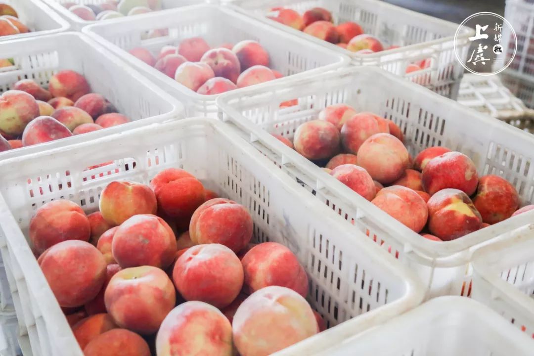 最便宜的水果批发网站 73bf11c47b8a44a68917eecc3a9eaeb1.jpeg