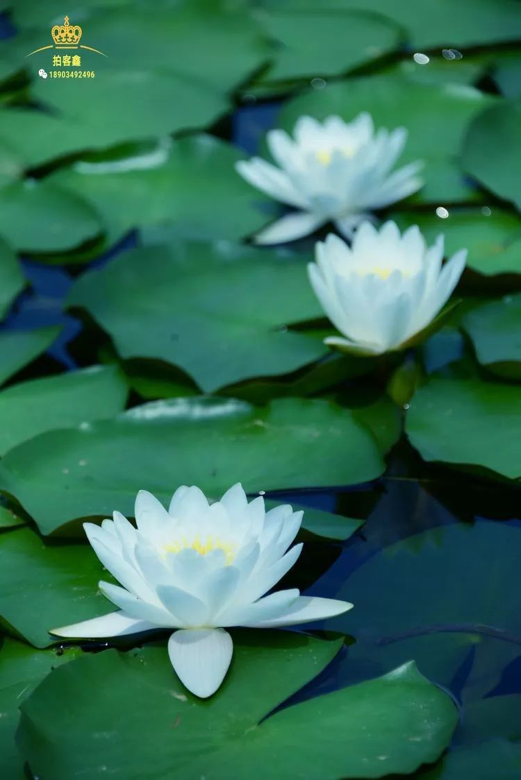 摄影| 莲韵静心