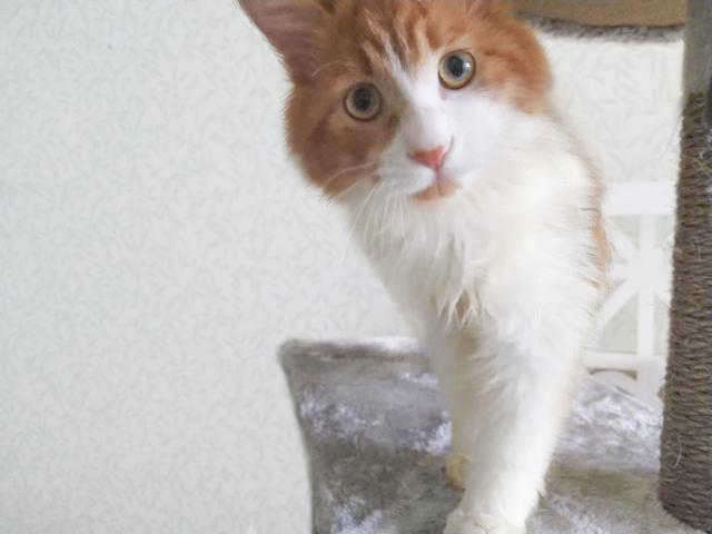 小猫爬架小型 8465a773d1024c5ab2fb4c6cbd860849.jpeg