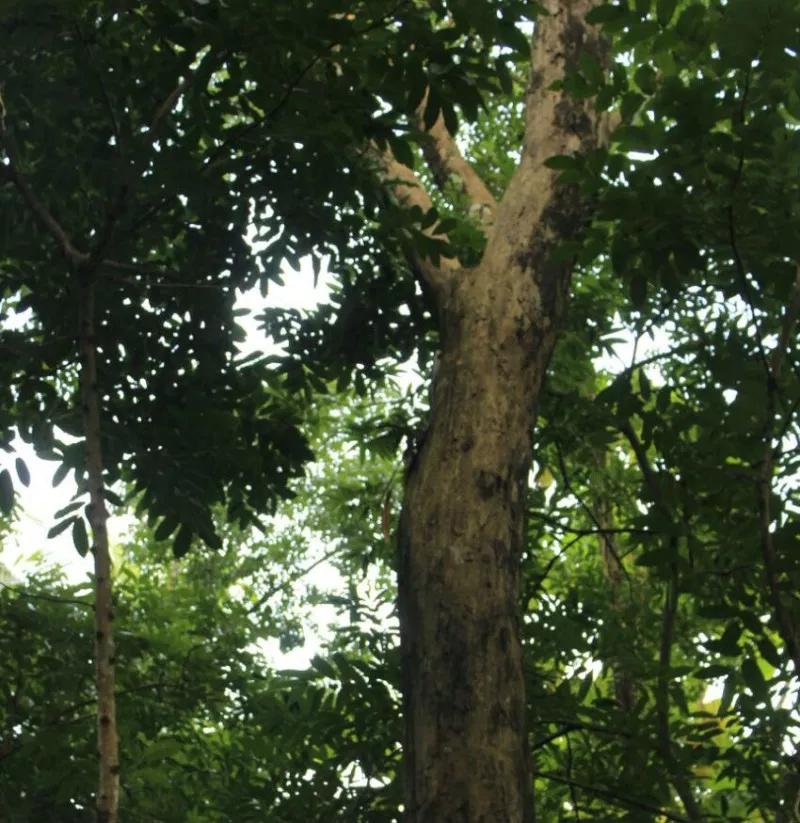 阔叶黄檀——高性价比的黑酸枝红木材质