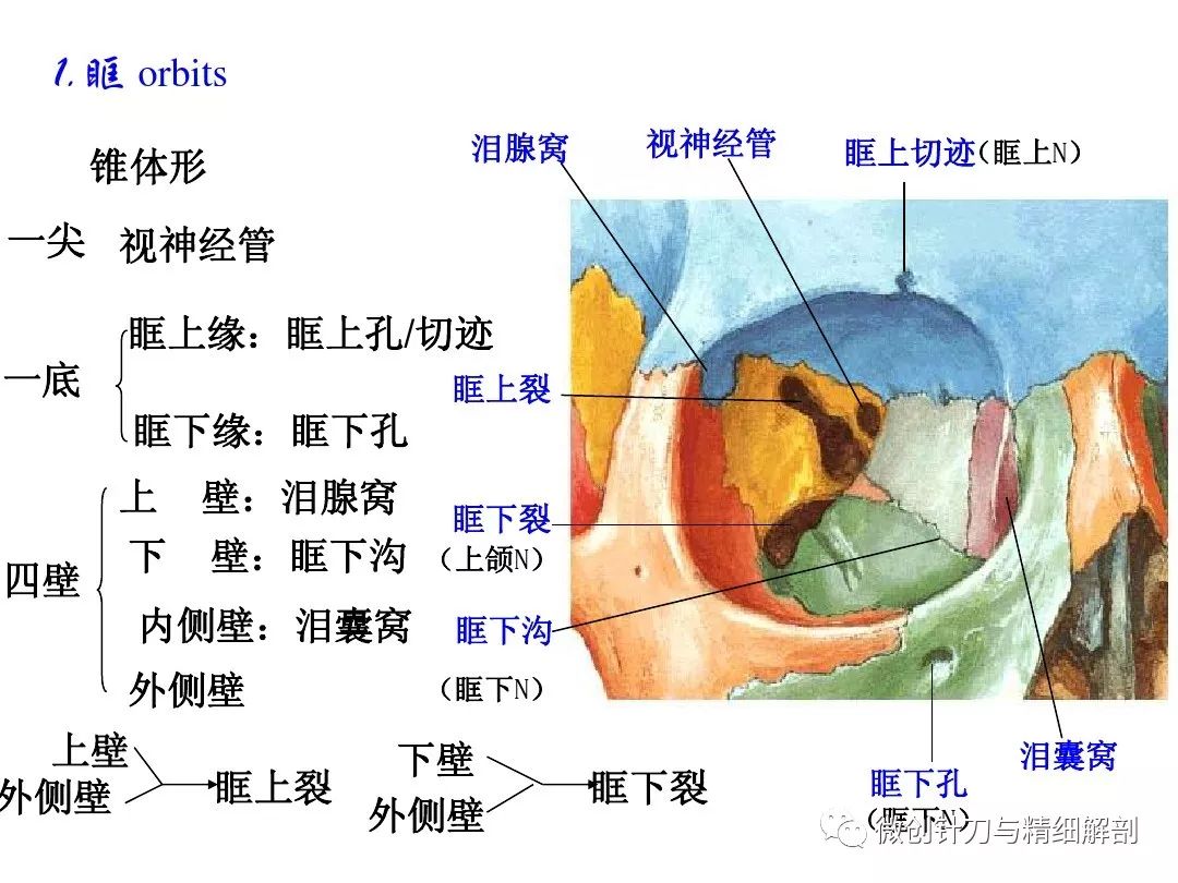 人体解剖学颅骨