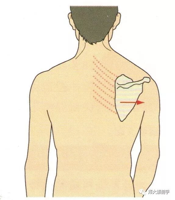 此种情况下,肩胛骨略向外远离脊柱.