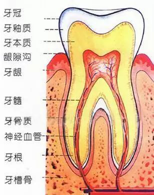 人口腔体积_人口腔上皮细胞图