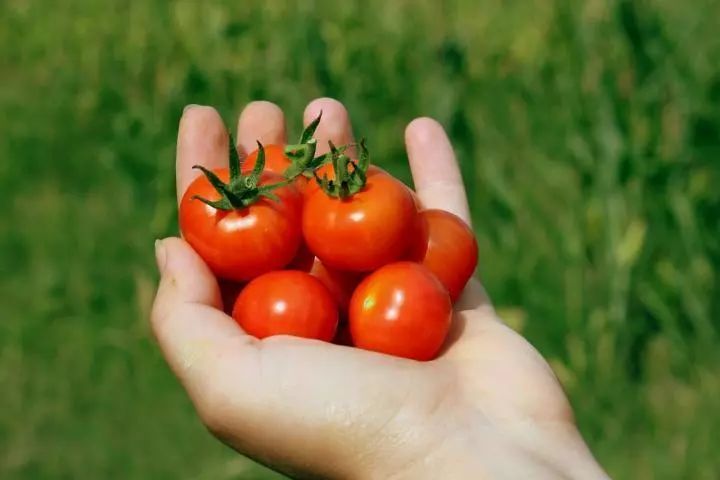 小玉米小番茄小胡萝卜……迷你蔬菜是怎么来的？_co
