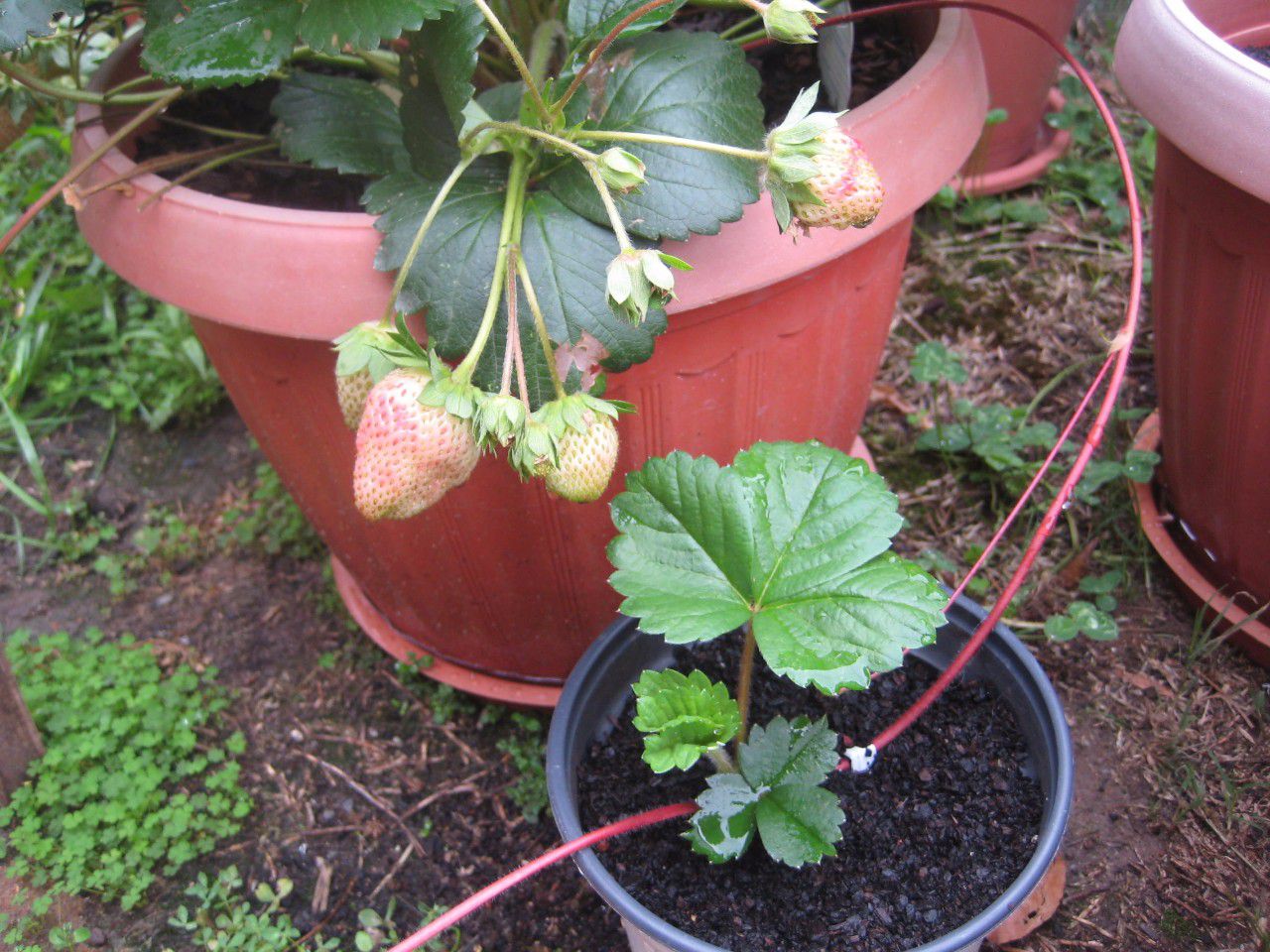 如何在自家阳台上种植草莓？ - 知乎