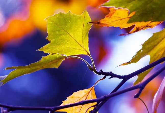 聆听│秋天从蒙蒙细雨中走来 文\/邢三元 诵\/岁月