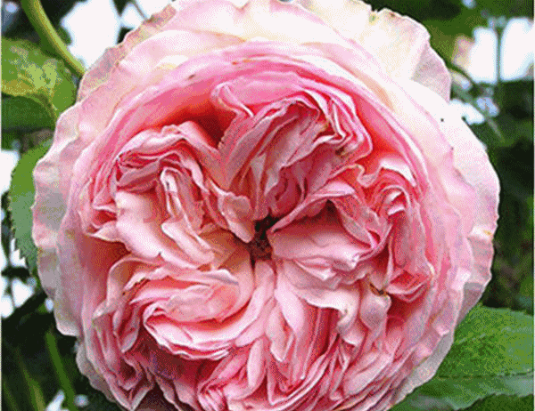 太和新坐标!320亩瓜果,农产品观光大道,一路美食美景.